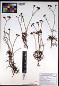 Coreocarpus dissectus image