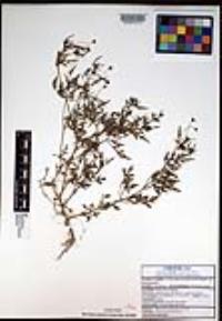 Coreocarpus parthenioides var. parthenioides image