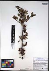 Bursera hindsiana image