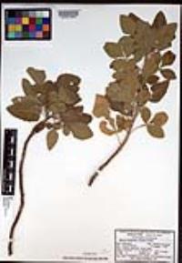 Bursera hindsiana image