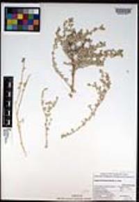 Atriplex barclayana image