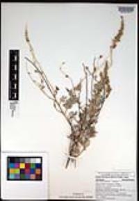 Atriplex barclayana image