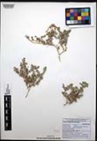 Atriplex magdalenae image