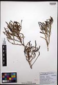 Sarcocornia pacifica image