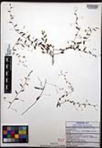 Evolvulus alsinoides image