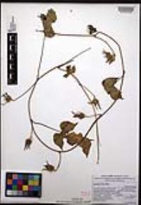 Ipomoea nil image