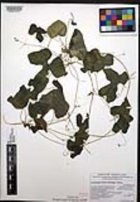 Echinopepon minimus var. minimus image
