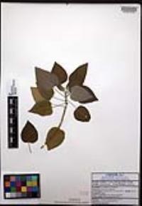 Croton ciliatoglandulifer image