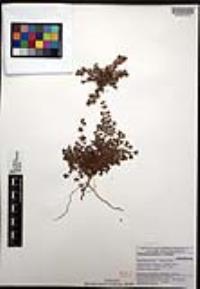 Euphorbia apicata image