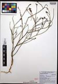 Euphorbia eriantha image