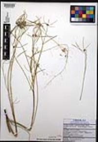 Euphorbia eriantha image