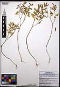 Euphorbia lagunensis image