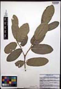 Diospyros californica image