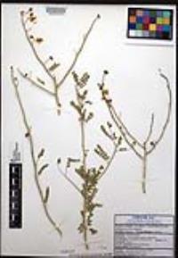 Parkinsonia x sonorae image