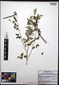 Coursetia caribaea var. caribaea image