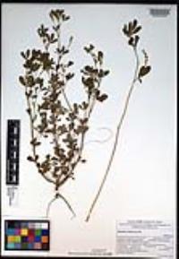 Melilotus indicus image