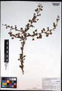 Mimosa aculeaticarpa image