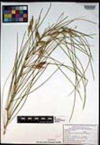 Parkinsonia aculeata image