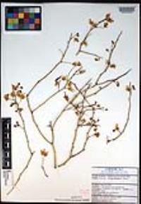 Parkinsonia microphylla image