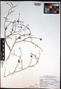 Psorothamnus emoryi var. arenarius image