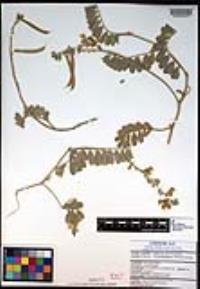 Tephrosia cana image