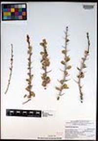 Fouquieria burragei image