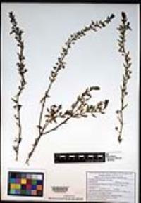 Teucrium glandulosum image