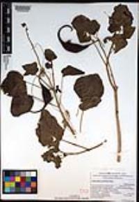 Proboscidea parviflora subsp. parviflora image