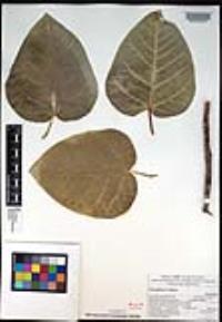 Ficus palmeri image