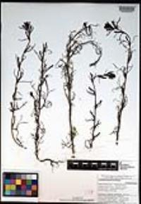 Castilleja bryantii image