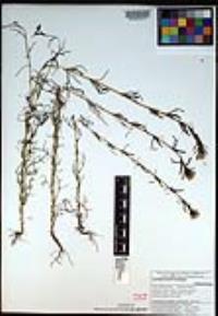 Castilleja bryantii image