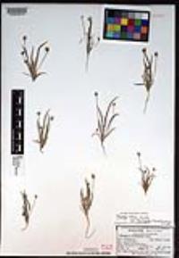 Plantago ovata var. fastigiata image