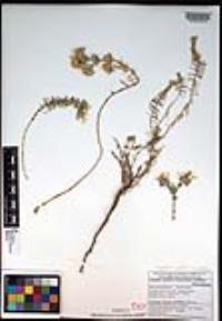 Leptosiphon nuttallii var. nuttallii image