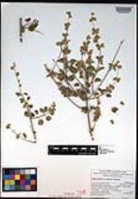 Lippia palmeri image