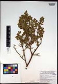 Phoradendron leucarpum subsp. tomentosum image