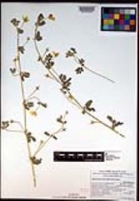 Kallstroemia peninsularis image