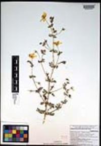 Kallstroemia peninsularis image