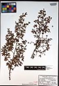Larrea tridentata image