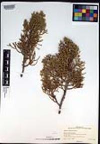 Juniperus californica image