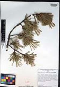 Pinus contorta var. murrayana image