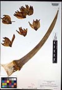 Hesperoyucca whipplei image