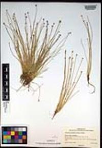 Eleocharis geniculata image