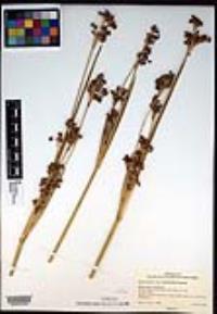 Juncus acutus image