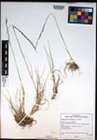 Blepharoneuron tricholepis image