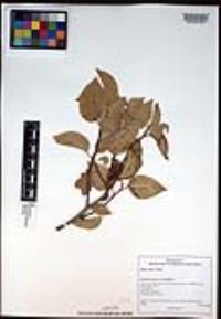 Rhus ovata image