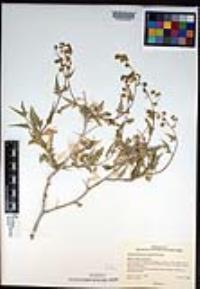 Ambrosia flexuosa image