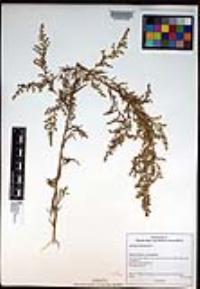 Artemisia dracunculus image