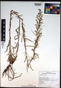 Artemisia dracunculus image