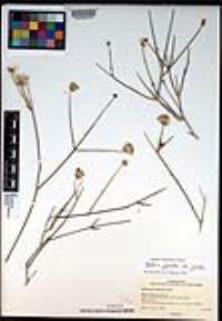 Bebbia juncea image