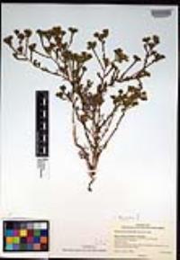 Deinandra fasciculata image